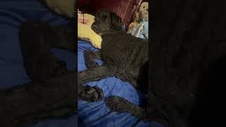 Video preview image #1 Poodle (Standard) Puppy For Sale in Wheaton, IL, USA