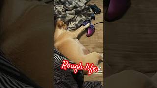 RUFF NIGHT  #gaming #puppy #rough 😂😛😉
