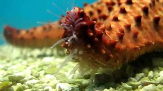 preview picture of video 'Starfish Macro in Branson Aquarium'