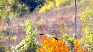 preview picture of video 'Airone in volo tra fiume e cielo sui Monti della Laga. Tra Abruzzo e Marche'