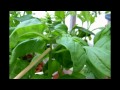The new Emily's Garden