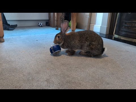 I Thought This Toy Was for Dogs… But My Flemish Giant Rabbit Loved It
