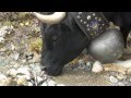 SWISS FIGHTING COWS