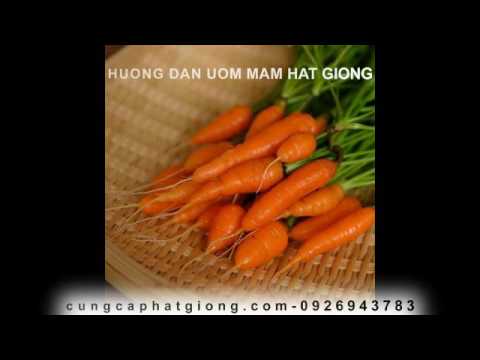 , title : 'Hướng Dẫn Ươm Hạt - Hạt Giống Cà Rốt Mini'