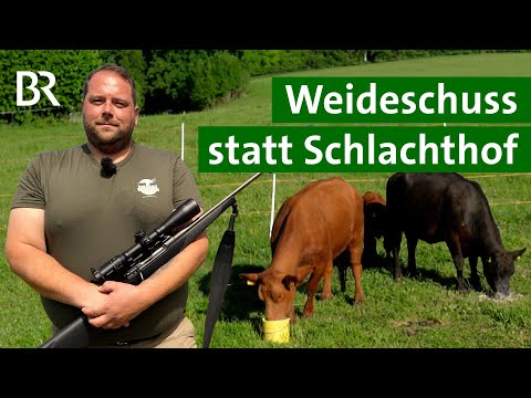 Tiere schlachten ohne Leid: So funktioniert der Weideschuss | Kühe | Unser Land | BR