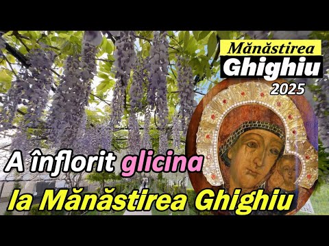 A înflorit GLICINA la Mănăstirea GHIGHIU. Icoana făcătoare de minuni a Maicii Domnului Siriaca, 2025