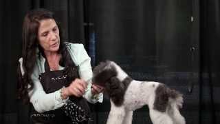 Sue Zecco Mini Poodle Demo Part 3 - Finishing Touches