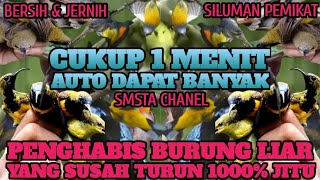 Download lagu mp3 siluman SUARA PIKAT SEMUA JENIS BURUNG KECIL L... mp3