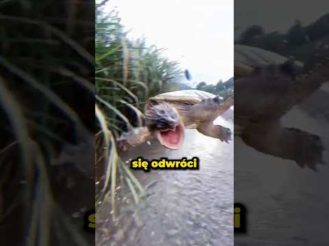 JEST TYLKO JEDEN WŁAŚCIWY SPOSÓB, BY DOTKNĄĆ TEGO ŻÓŁWIA! 🤯