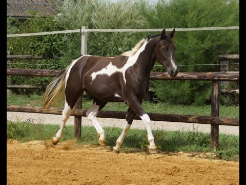 Idiana - Jument OC - 2 ans - 1m56