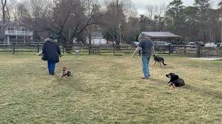 Video preview image #1 Mutt Puppy For Sale in Mt. Laurel, NJ, USA