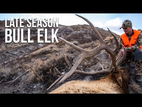 How to Find PUBLIC LAND Bull Elk in NOVEMBER!