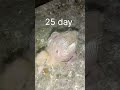 Kabutar Ka Bachcha Kaise Paida Hota Hai ️ ️chiks Baby Pigeon Kabutarbazi Kabutarstatus Kabootar