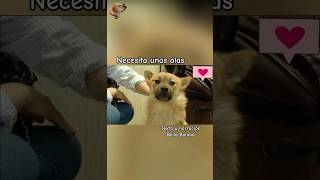 Necesita unas alas #bellabamba #historiasdeanimales #perros