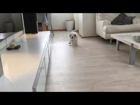 Spice Twice Hillman Hunter - 10weeks old ("Terracotta Girl") B