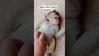 Download lagu Tepar abis makan pisang😁||#shorts #monkey #monyetpintar #babymonkey #funny #monyetlucu #viralvideo mp3