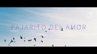 carla morrison pajarito del amor