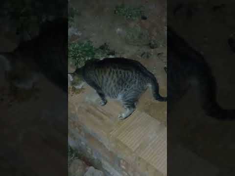 Povoado alto da madeira, cidade jacaré dos homens em Alagoas.