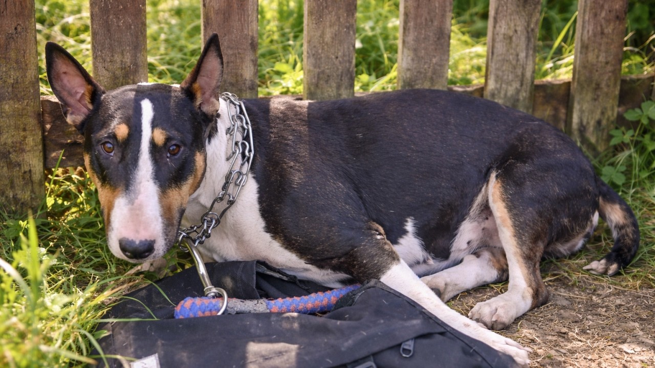 出産直前に捨てられた母犬…絶望の中で生まれた7つの命【実話】Abandoned Just Before Giving Birth… 7 Lives Born in Despair