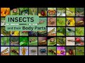 Insects And Their Body Parts Insects For Kids Insect S Body Parts Insects Name Invertebrates