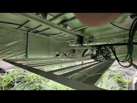 AutoPot Cannabis Grow - Week 4 of Flower 🌼