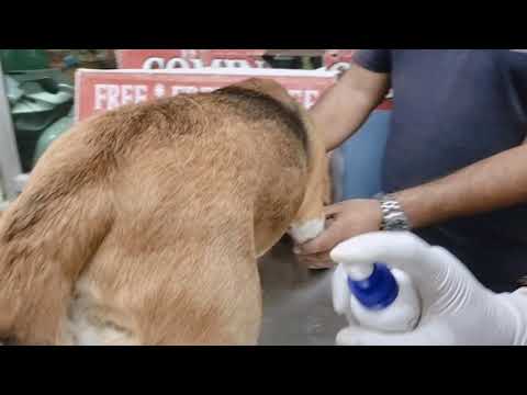 How To Use Frontline Spray In Dogs Easy method, apply fipronil spray in dogs easy way.