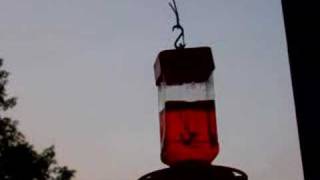 preview picture of video 'Hummingbirds feeding and fighting'