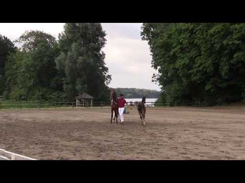 Großrahmige Bewegungsstarke Stute von Uriko Casall