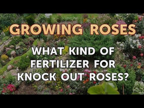 download lagu mp3 mp4 Natural Fertilizer For Knockout Roses, download lagu Natural Fertilizer For Knockout Roses gratis, unduh video klip Natural Fertilizer For Knockout Roses