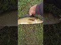 Video Thumbnail for First Fish At Assiniboine River Sturgis.