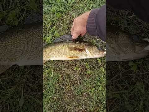 First Fish At Assiniboine River Sturgis.
