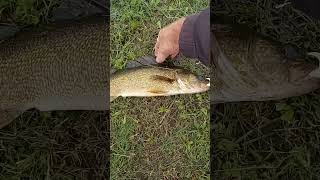 First Fish At Assiniboine River Sturgis.