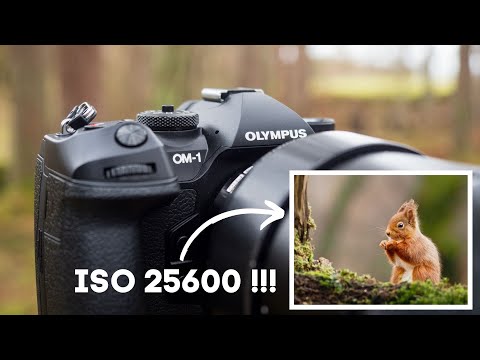 OM System OM-1 | ISO & AF Animal Tracking for Wildlife Photography