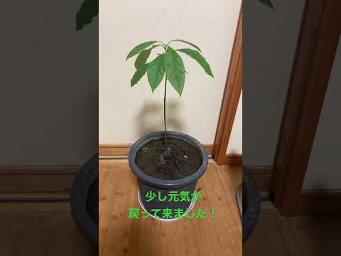 園芸 アボカド、特別な果物