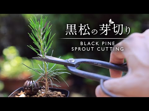 盆栽:切り方のコツ トピックス