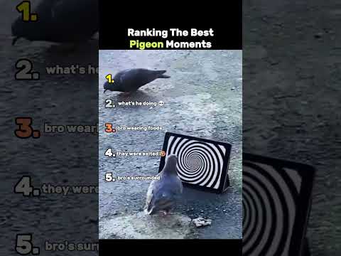 Ranking The Best Pigeons Moments