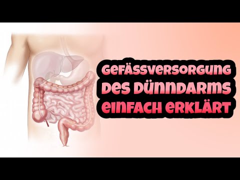 Gefäßversorgung des Dünndarms erklärt - Arteria & Vena pancreaticoduodenalis, Nerven & Lympfgefäße