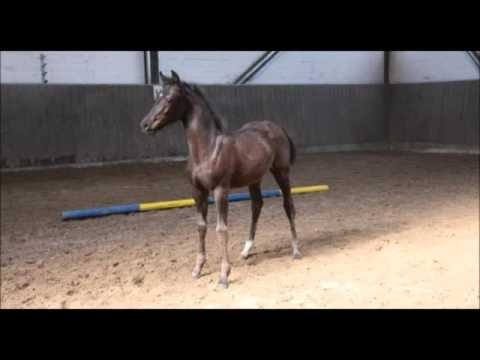 Stutfohlen von Livaldon -Desperados-Landadel-CalypsoII