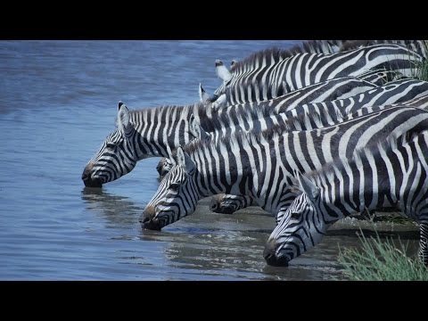 Tanzania Safari: Zebras drinking in central Serengeti