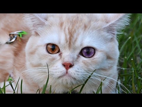 Cats With Beautiful Eyes 👁👁