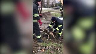 м. Кривий Ріг: рятувальники дістали собаку з комунікаційного колектору