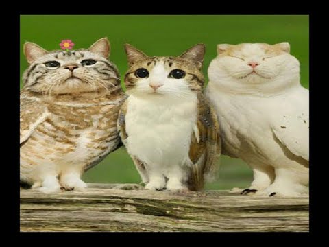 Im a new soul | with meowl image