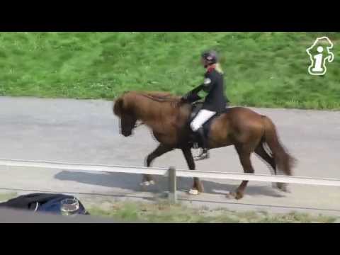 DIM 2013 - V1-Finale - www.isibless.de