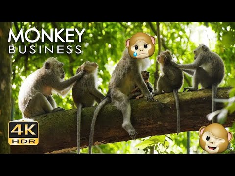4K HDR Monkey Business | Life of Monkeys | Animal Documentary | Monky Fun In Jungle