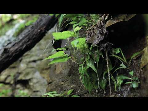 Rain Forest "El Yunque" Coquí Storming sounds for sleeping or studying 1 hour