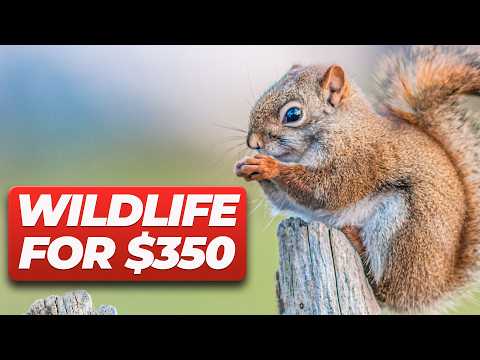Nikon D300 + 300mm F4: $350 Wildlife Kit