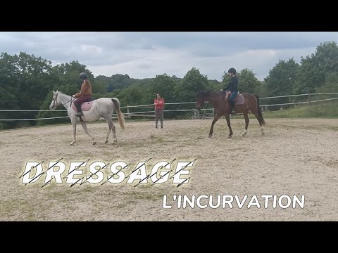 [ COURS ] Dressage, l'incurvation