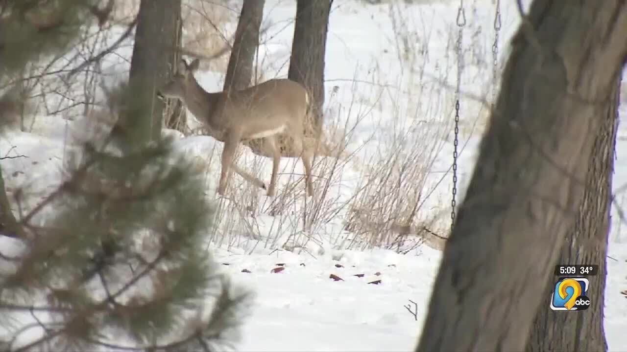 DNR asks for help researching chronic wasting disease in deer