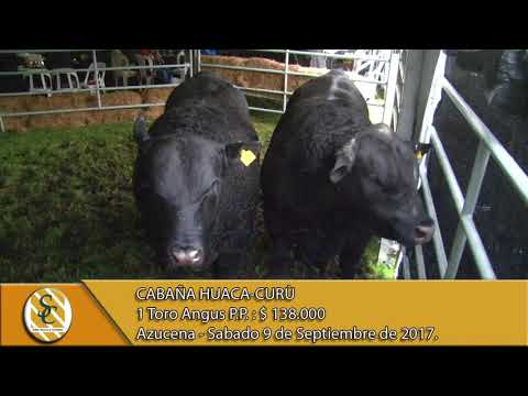 09-09-17 Venta de Toros P.P. - Cabaña Huaca Curù - Azucena.