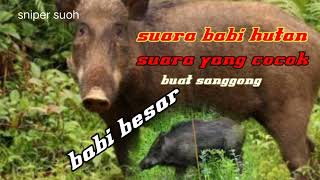 Download lagu Suara pikat babi hutan mp3